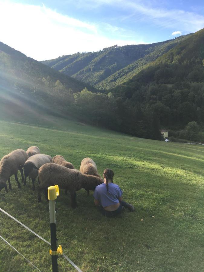 Ferienwohnung Buechlhof - App. Himmelalm Lilienfeld Exterior foto